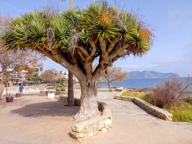 auf der Strandpromenade von Cala Millor