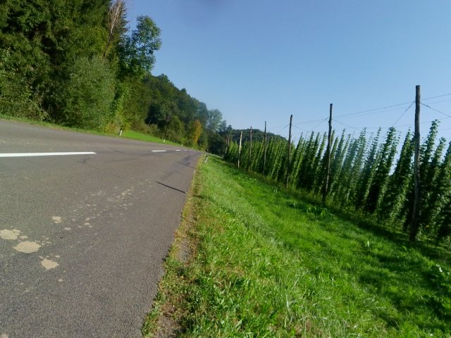 Hopfenfelder am Wegrand