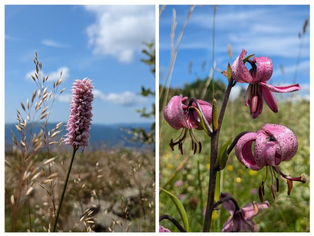 Blumen am Grand Ballon