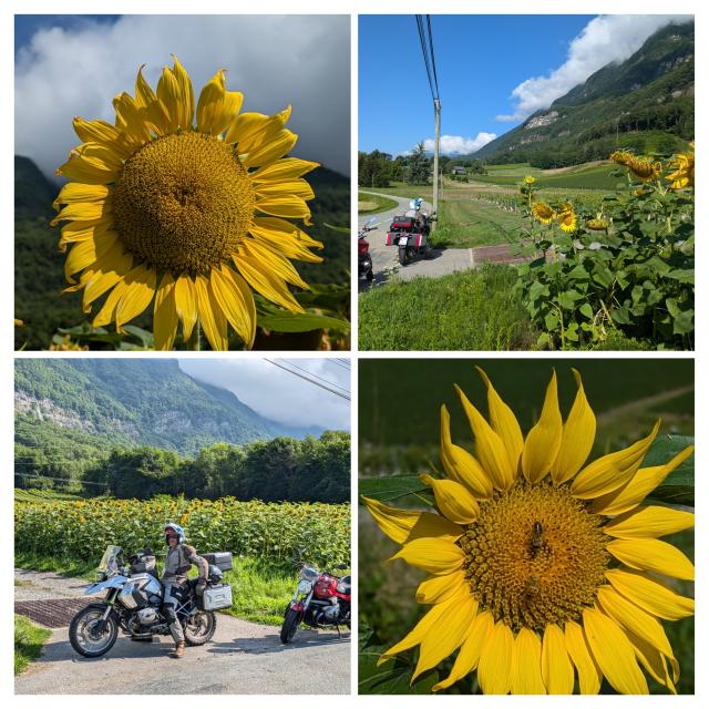 vorbei an Sonnenblumenfeldern ging die Fahrt