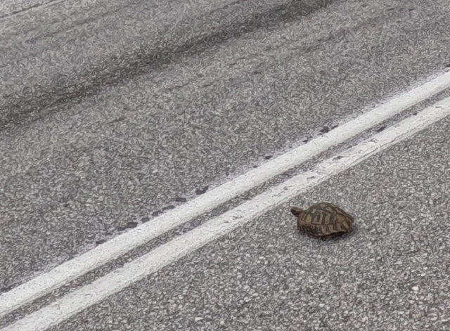 eine die Straße überquerende noch kleine Schildkröte
