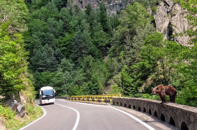 ein Bär auf dem Transfagarasan 