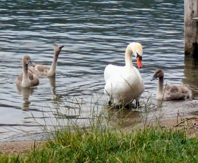 Schwanenfamilie am Millstätter See