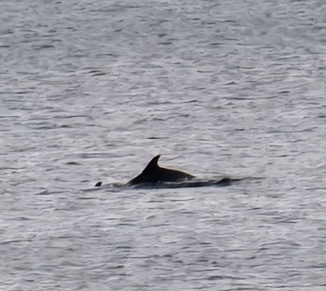 Delfine bei Ballygally