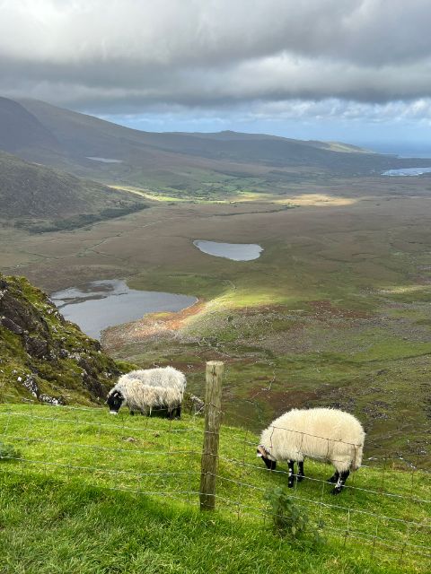 Schafe am Ring of Kerry