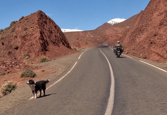 Man ist nie allein auf Marokkos Straßen,