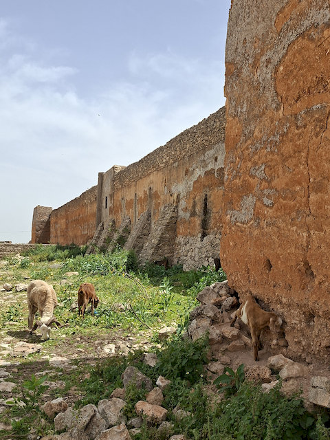 Schafe in einem verlassenen Ksar
