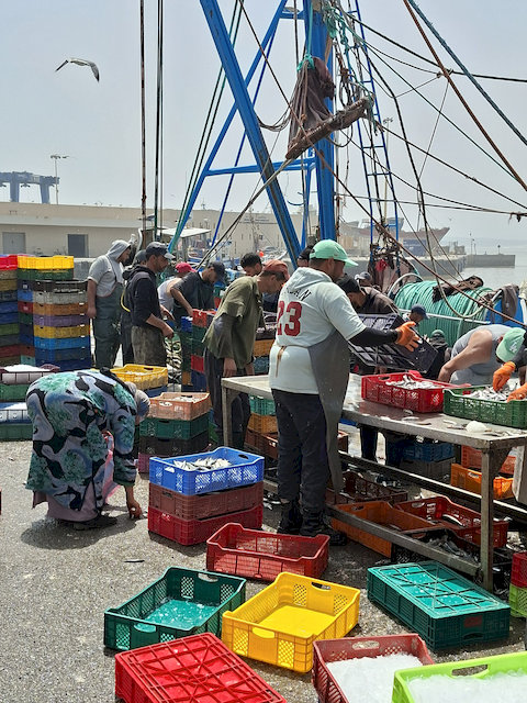 Schon am Vormittag wird der Fang des Tages angelandet.