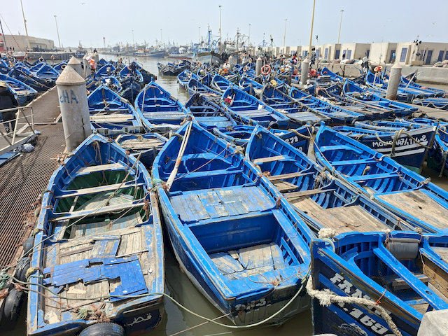viele blaue Boote im Hafen von Essaouira