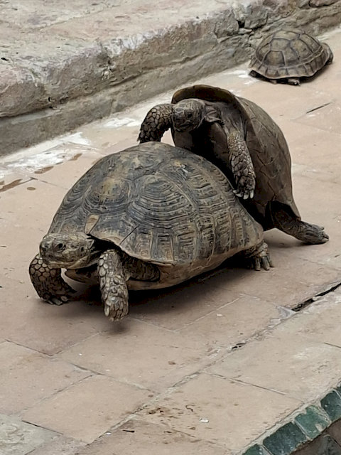 Schildkröten-Sex in unserer Unterkunft