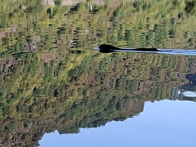 Nutria