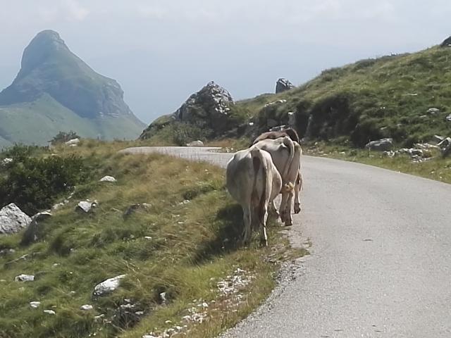 Auch Tiere laufen hier natürlich frei herum.