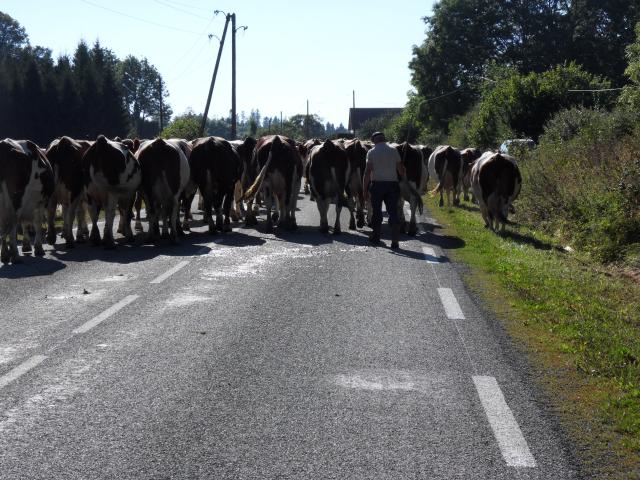 Kuhherde wird über die Straße zum Melken getrieben
