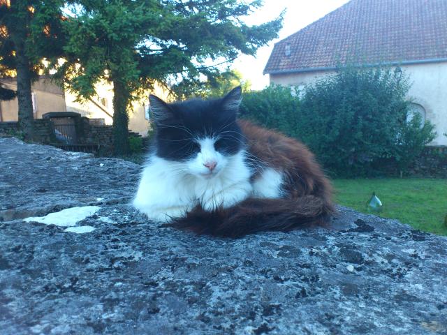 Katze in Château-Chalon