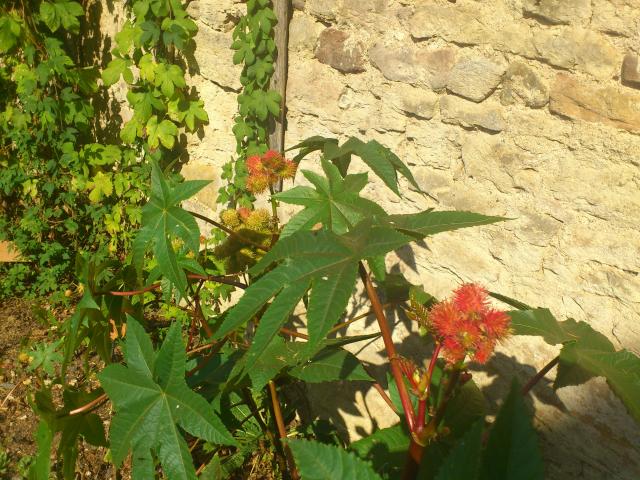 in Cluny
