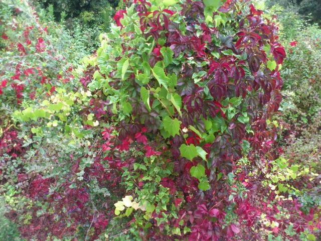 Herbstimpressionen am Espaze-Fluss