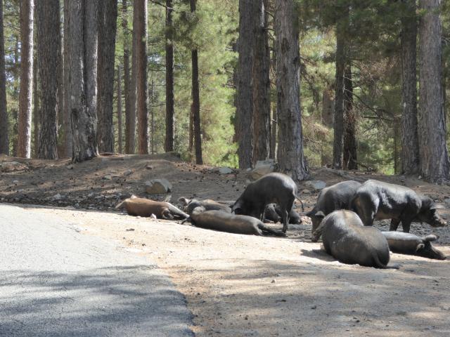 Schweinereien in Korsika
