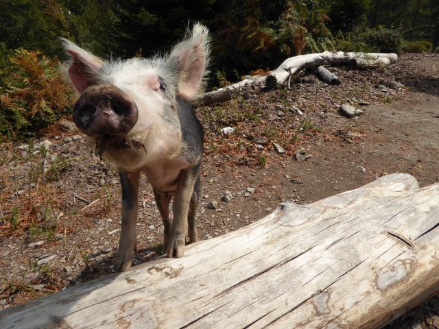 wilde Schweine auf Korsika