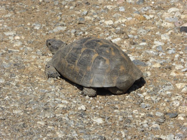 Strae kreuzende Schildkrte