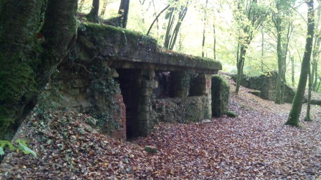 Viele Kampfanlagen und Gräben liegen in dichtem Wald.