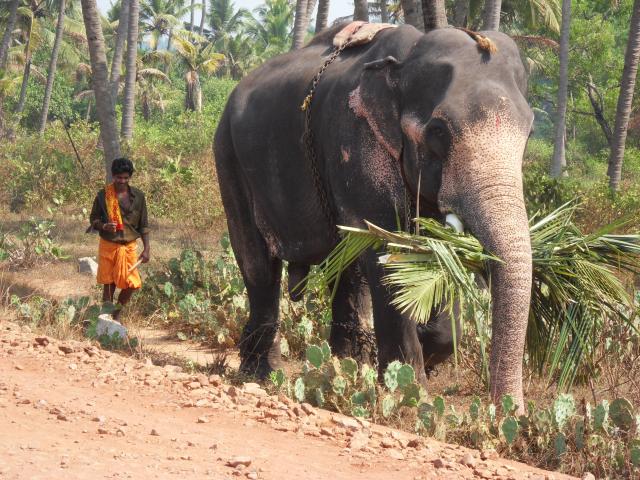 Elefant bei der Arbeit