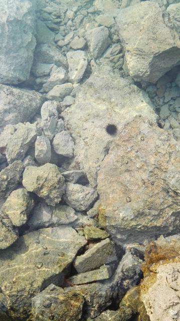 klares Wasser in der Bucht von Ribarica