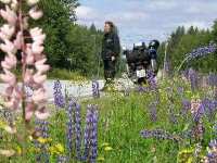Lupinen am Wegrand