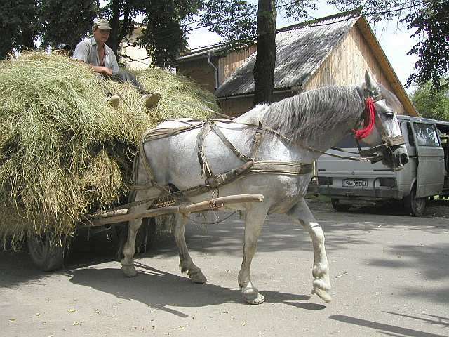 Einfuhr der Heuernte