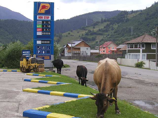 Kühe und Tankstelle