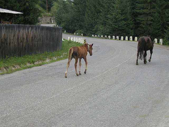 unterwegs auf rumänischen Straßen