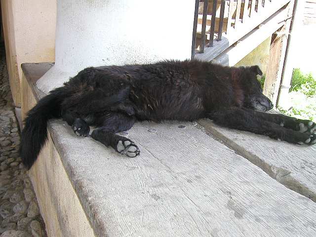 Hund vor dem Eingang der Burg