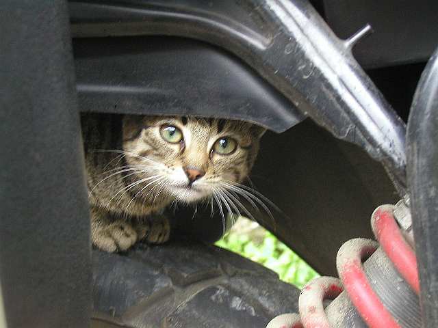 der Kater der Familie Pal