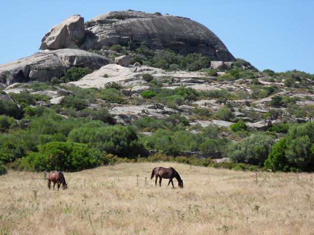 Pferde vor gigantischen Granitfelsen 