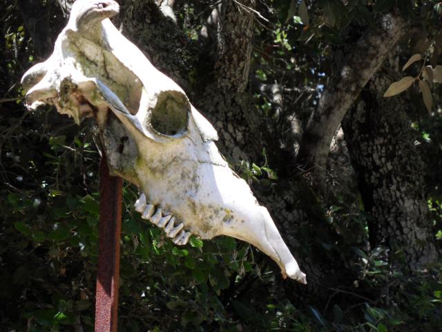 Totenkopf (eines Rindes) am Wegrand als Warnung?