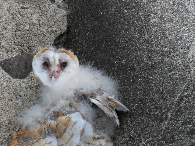 eine aus dem Nest gefallene Eule?