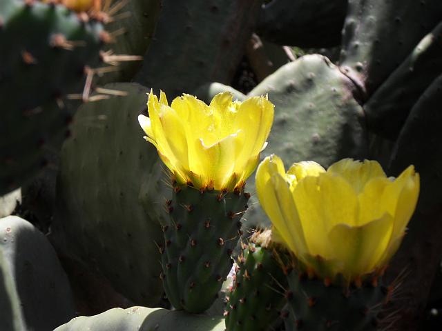 Opuntien gedeihen hier gut