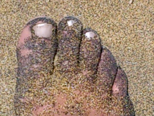 Was ist das denn fr ein Tier?