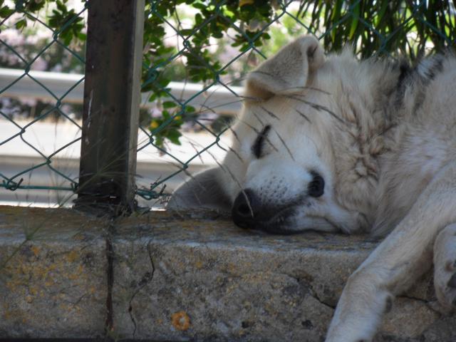 Hund im Schatten der Bume 