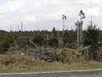 Kahlschlag am Hohloh