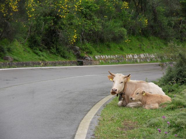 Tiere auf der Strae