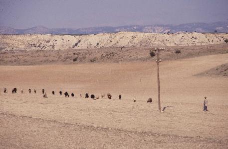 ein Schafshirte mit seiner Herde