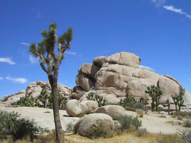 Joshua Trees