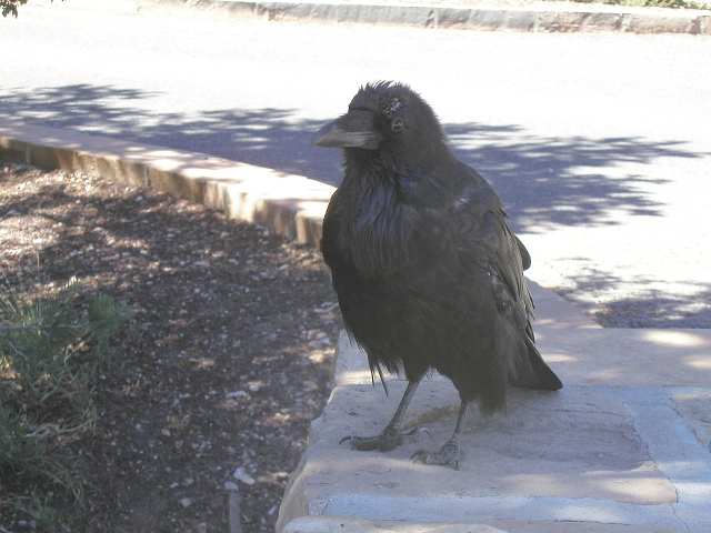 Rabenvogel am Grand Canyon