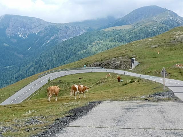 Auch Kühe fühlen sich hier wohl