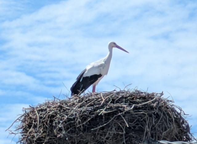 ein letzter Gruß vom elsässischen Storch